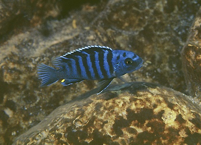 Pseudotropheus sp. 'minutus tanzania' Manda